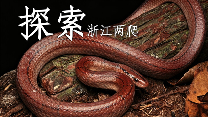 Highly venomous cobras spotted! A mysterious red bamboo snake has been detected.