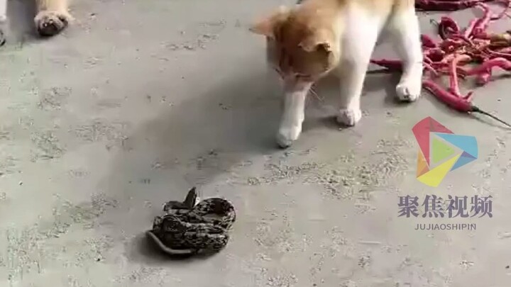 Curiosity killed the cat... Uh... Okay, the dog then.