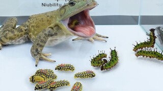 American Bullfrog Versus Caterpillar. It Just Gone