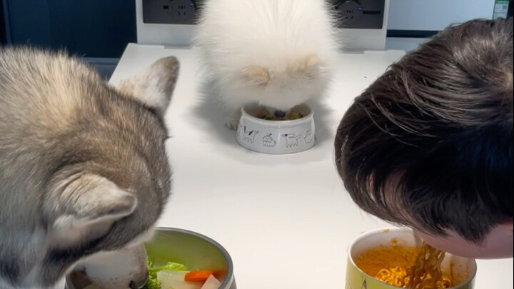 Who said puppies can only eat on the floor?