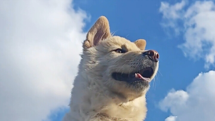 Anjing sulung yang terkenal di sekitar sepuluh li, benar-benar tampan