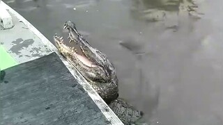 التمساح: من منا ليس طفلاً؟