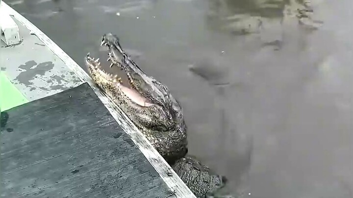 Crocodile: Who isn't a baby anymore?