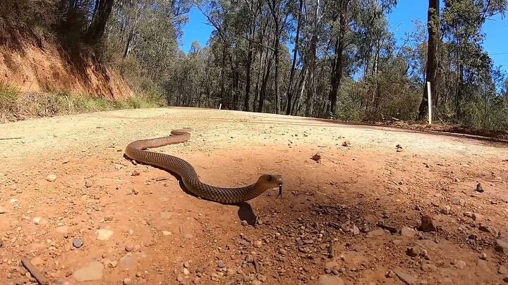 cobra