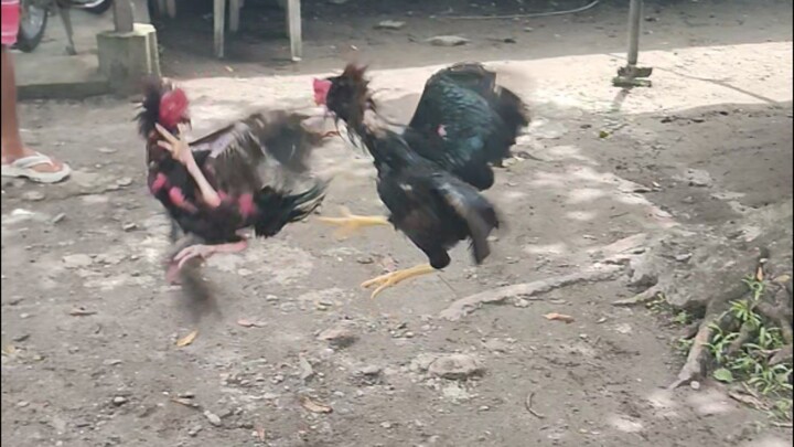 Black Hades stretching after 5 months in breeding.