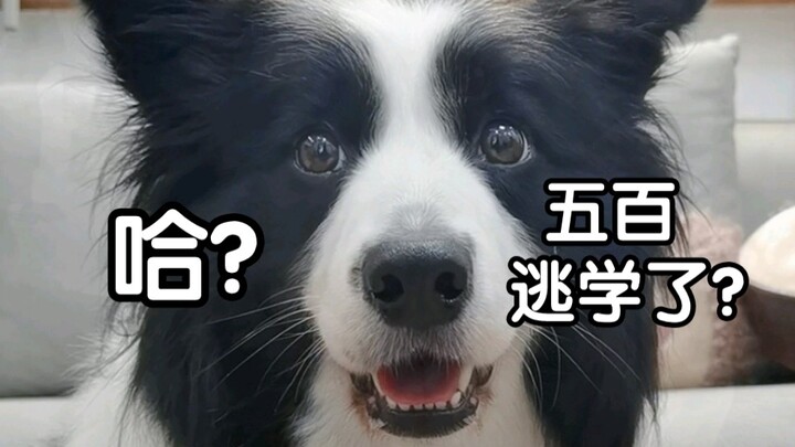 Shh, keep it down! There’s a little dog skipping school over here!