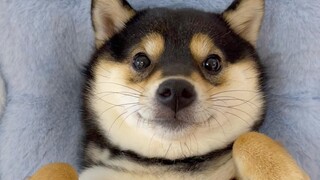 Puppy Immersion Foot Treatment