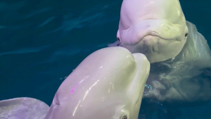 Xiao Hei’s feelings for Da Bai keep growing stronger.