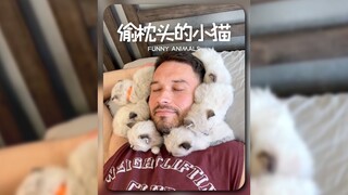 想要同款猫围脖‼️