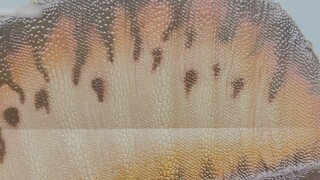 Kembali ke kehidupan darat lagi? — — PNSO Spinosaurus 3.0! [Spinosaurus yang penuh misteri]