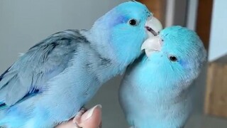 Cute parrot angry video