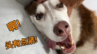 What would a husky do if you kept petting its head harder and harder?