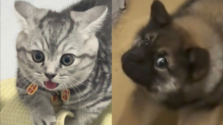 ！！好狗的猫和好猫的狗！！