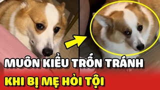 Nàng Corgi Bloom và muôn vàn kiểu TRỐN TRÁNH khi bị mẹ hỏi tội 😂 | Yêu Lu