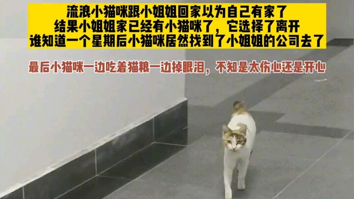 The stray cat realized it finally had a home—and burst into tears of joy.