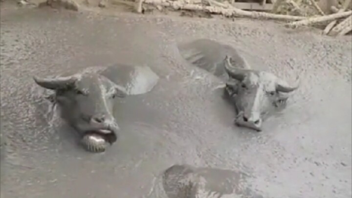 Chewing gum like this in a situation like this? So relaxed!