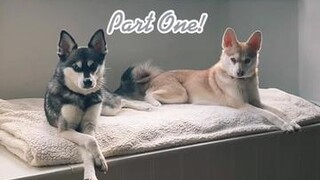 Who wants a part 2? LearnOnTikTok  alaskankleekai minihusky