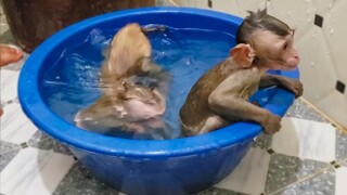 Morning Routine Bathing! Little adorable Toto & Yaya enjoy their bathing  So refreshing after a bath