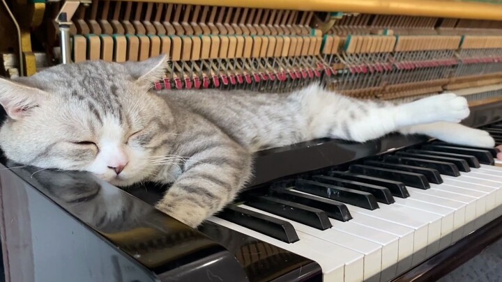 【Piano】Can you play more for me?