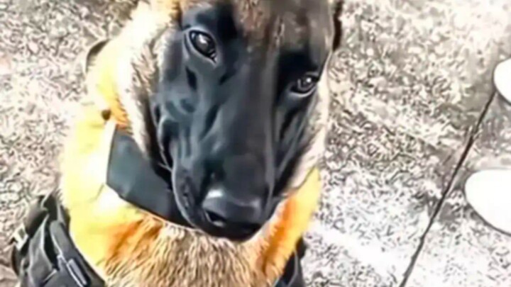 Anjing polisi: Sebaiknya kamu buang air di dalam saku celanamu!