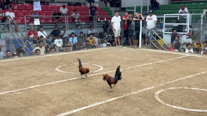 5 STAG @LA GALLERA DE CAGAYAN WDWWL 3rd fight (ZOMBIE)