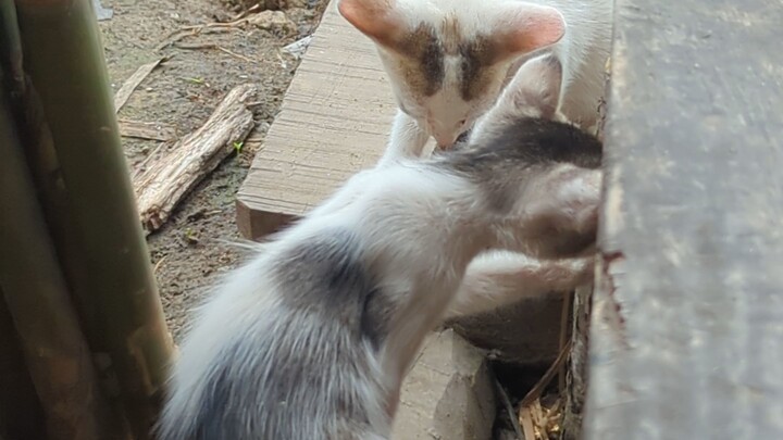 Cat's