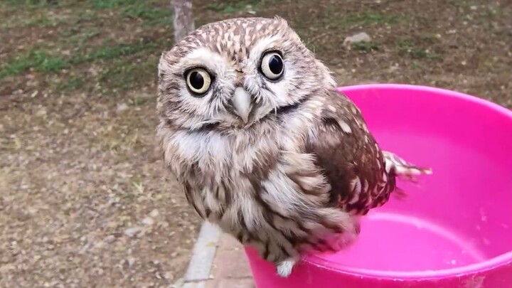 “What the Heck Is This Video?”