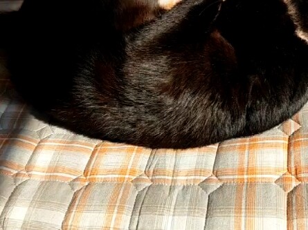 Real Footage of a Vampire in Agonizing Pain After Being Exposed to Sunlight