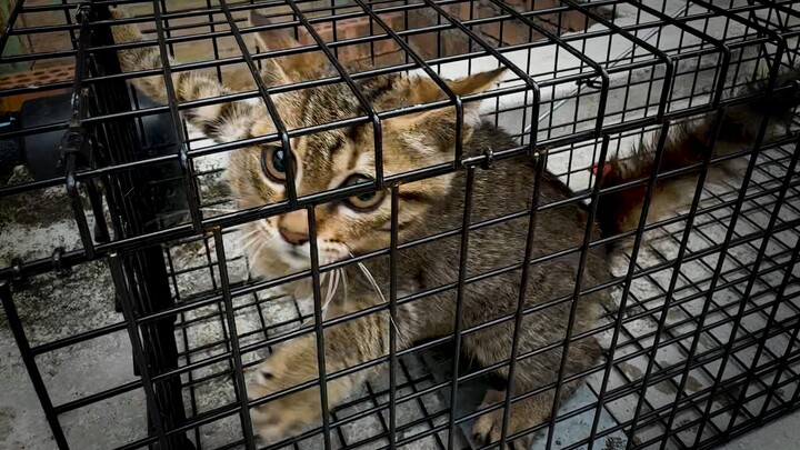 นี่คือ “ลานประหาร” ที่อ่อนโยนที่สุดเท่าที่ฉันเคยเห็นมา