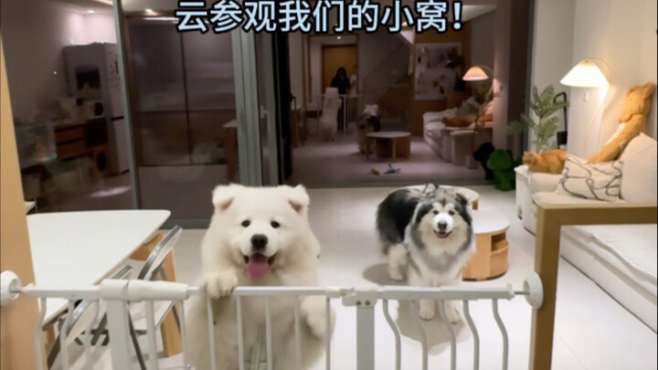 Welcome to visit our puppy’s cozy den~