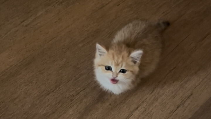I picked up a cat that went to college.