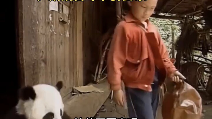 A giant panda pays a visit—humans and animals coexisting harmoniously.