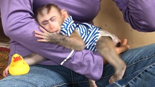 Lovely Mino monkey sleep on mommy hand