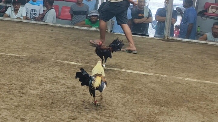 Talisayin 1x winner back in action (2x winner na)