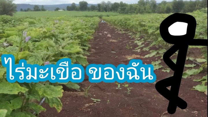 ไร่มะเขือ ของฉัน( ว่าวันๆทำอะไรบ้าง )