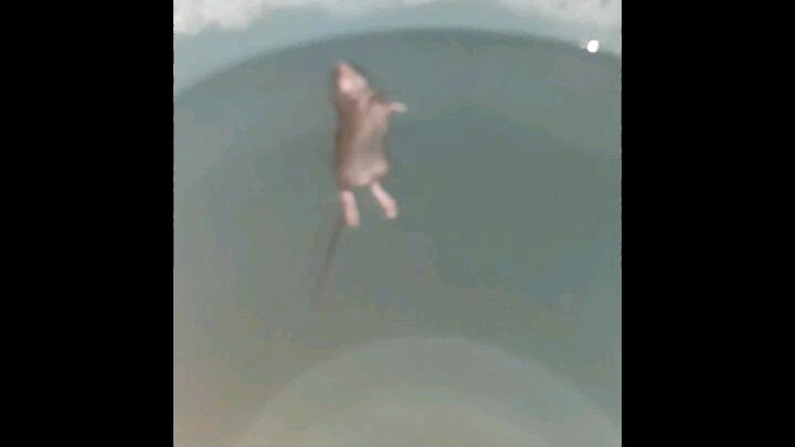 olympic gold medalist