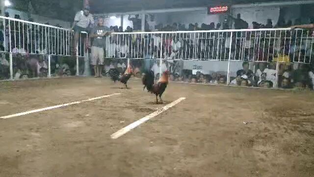 Coron Festival 3cock derby  1st fight #win