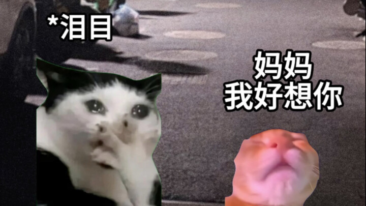 Mom, I miss you #catmeme# touching #mother