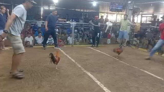 lacy rh broodstag fastest kill walang sugat ,