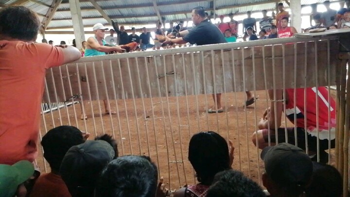 Matinding Basaan. Panalo parin🤙#jlokbackyard