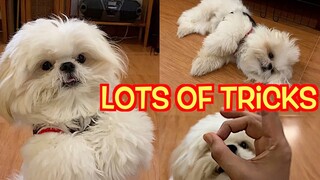 How Many Tricks Can A Shih Tzu Perform With One Piece of Treat? (Cute Funny Dog Video)