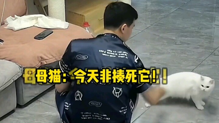 母猫：虽远必诛！！！