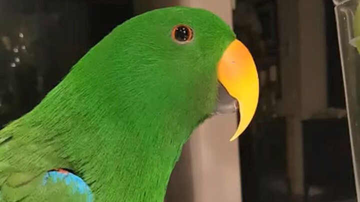 Milk-voiced Big Green Pepper Learns a Song ~ La la la ♪