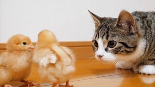 ชีวิตประจำวันของลูกแมวและลูกไก่ตัวจิ๋ว