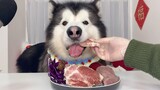 [Animal] Alaskan Malamute | Eating Raw Meat