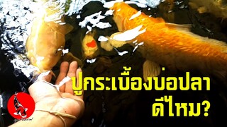 Q&A  ตะไคร่น้ำ/ปูกระเบื้องบ่อปลาดีไหม l คุณพ่อคราฟ EP.40