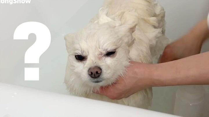 [Cún cưng] Cứ đi tắm là cún con lại hiện nguyên hình...