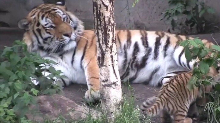 “The little tiger is very interested in the male tiger’s cat bell.”