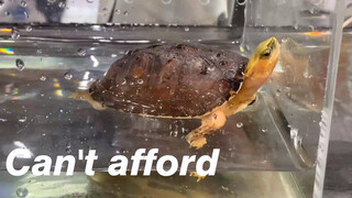 [Animals]Those expensive turtles in turtle show