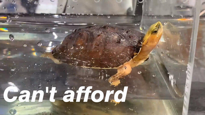[Hewan] Kura-kura mahal di pertunjukan kura-kura